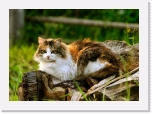 cat in Jyskyjarvi village_7978 * 3124 x 2220 * (6.18MB)
